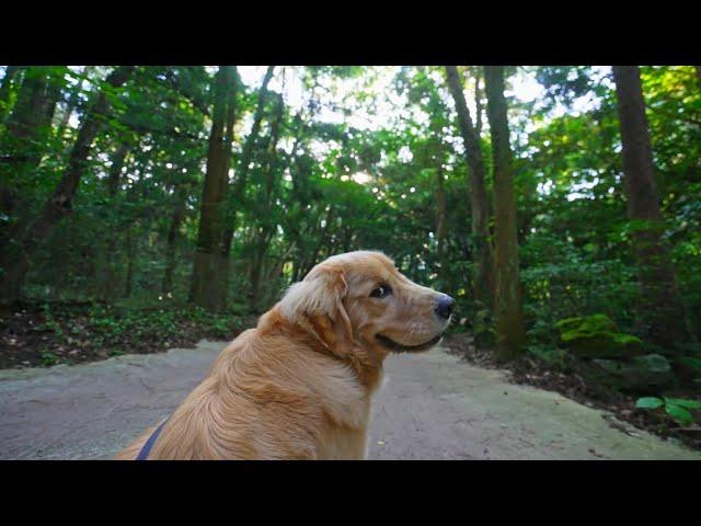 [Virtual walking tour Korea] (4k) Hyomyeongsa Temple S.Korea Jejuisland (27m41s) / relaxing video