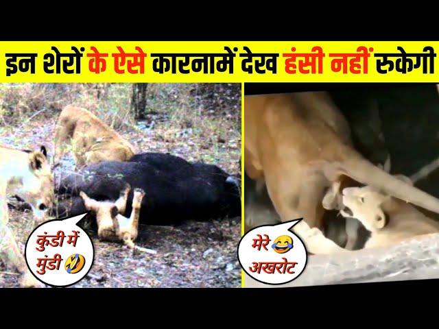 इनके ऐसे कारनामें देख हंसी नहीं रुकेगी  । funny animals videos 2023