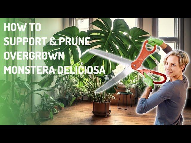 How to Add Support & Prune Back Overgrown Monstera Deliciosa Plants