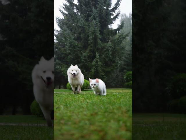 Rainy Day Fun: Samoyed and Kitten's Playtime Adventure ️