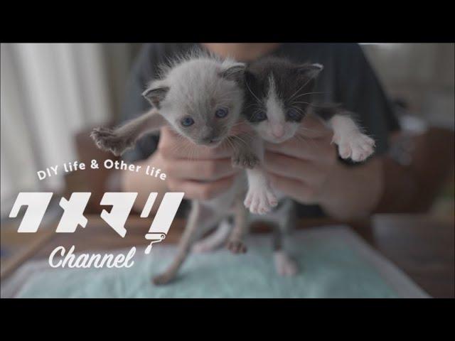 【保護猫】生後2週間の兄弟猫がやってきた日…！