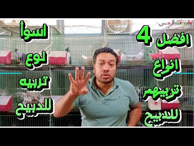 افضل 4 انواع ممكن تربيهم فى حياتك للدبيح باسعار كل نوع .. فيهم نوع زى الزفت منصحكش تربيه نهائى