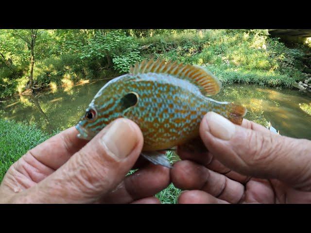 Indiana Creek Fishing