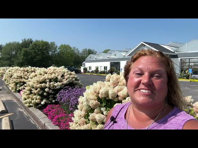 Comparing Panicle Hydrangeas!