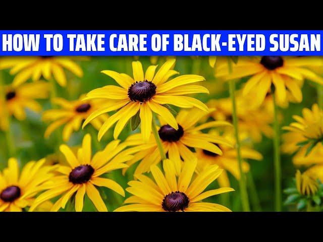 Black-eyed Susan – How to grow and care for it