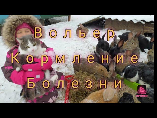 Вольерное содержание кроликов. Спустя полгода. Результаты.