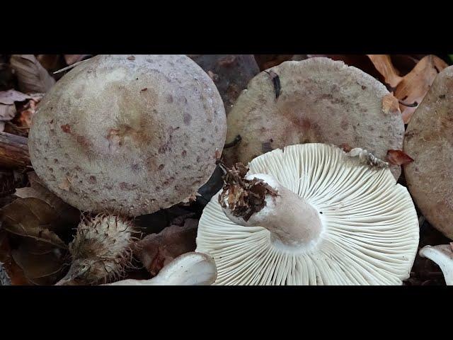 Lactarius blennius - Niscalo mucoso -  Beech Milkcap