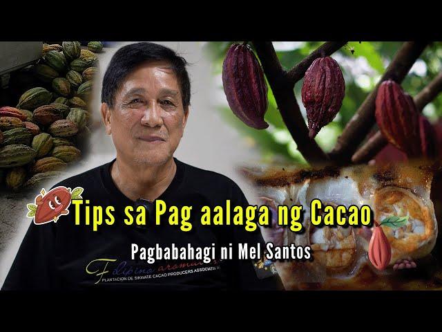 Gabay sa Pag Tatanim ng Cacao