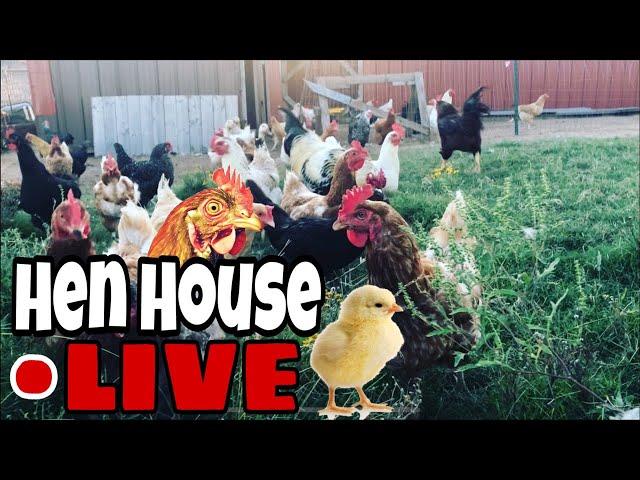 Live Streaming The Chicken House | Chicken TV