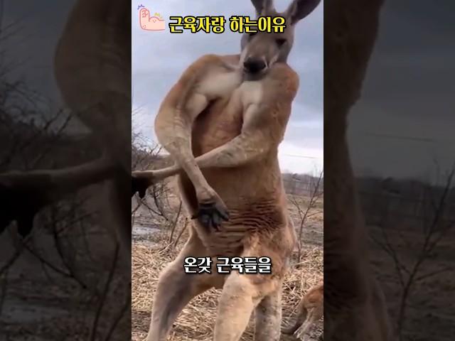 캥거루가 근육자랑을 하는 이유 Why do kangaroos show off their muscles?