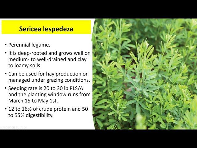 Sericea lespedeza  #nationalforagesweek