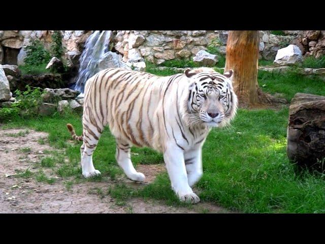 Belgrade Zoo (Serbia) FullHD