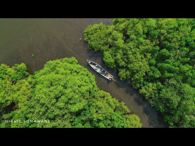 चला जाऊया कांदळवनाच्या दुनियेत| "कांदळवन देवराई" Story of "Sacred Mangrove Forest"