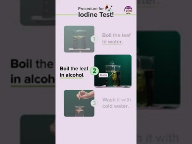 photosynthesis | iodine test| credit:- https://youtube.com/shorts/ac59kpNM8dQ?feature=share