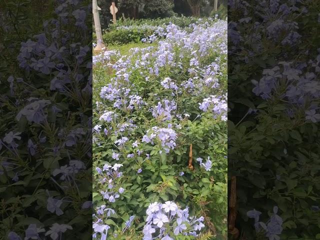 Fence around the garden with beutiful white flowers ️#flowers #garden #lalbagh #trending