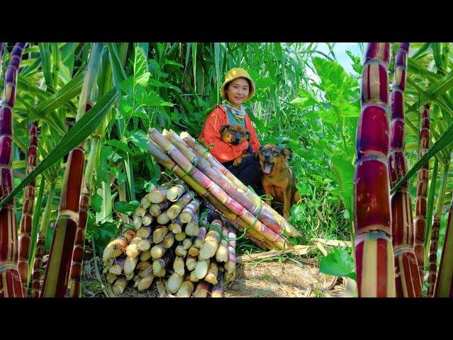 Harvesting Sugarcane Farm Goes To Market Sell - Cooking, Gardening, Daily Life | Tieu Lien