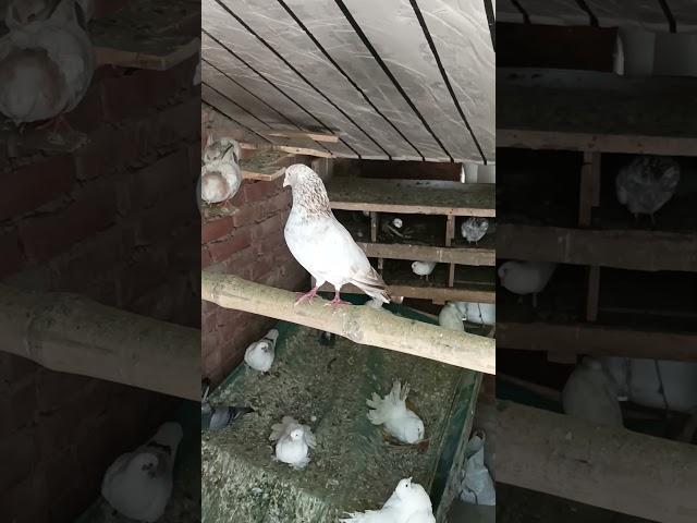 king stile pigeon #sweet #pigeon #pets #white #sweet