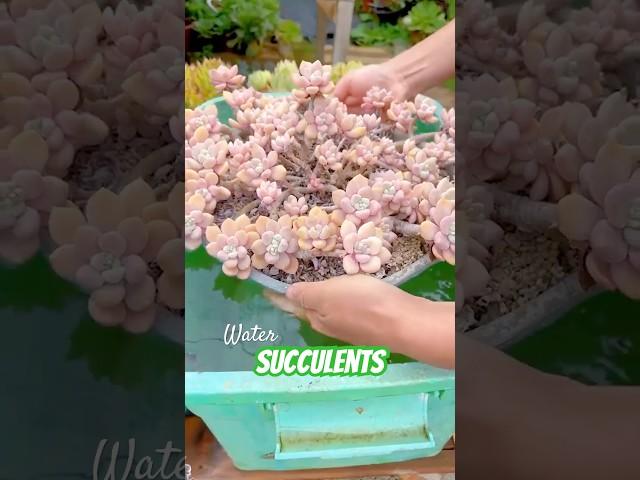 Beginner Succulent Plants: Easy Care Tips to Grow Thriving Succulents