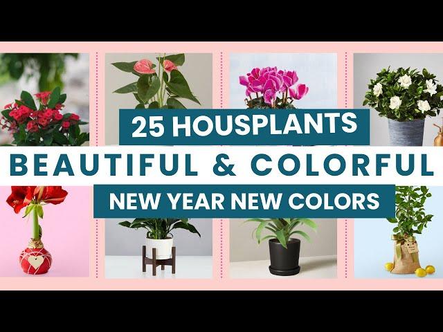 25 Beautiful and Colorful Houseplants to Brighten Your Home