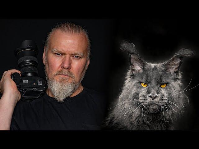 I took a million photos of Maine Coon cats: 100 Captivating Portraits