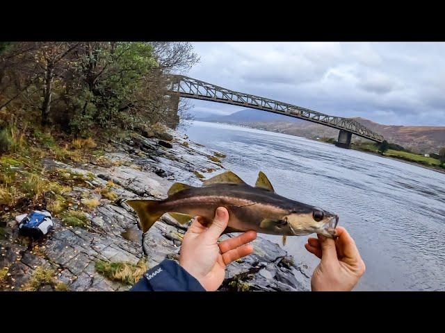 Lure fishing for Pollack | Ballachulish Bridge - Scottish Highlands