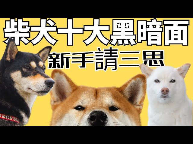 【柴犬的十大缺點】你知道幾個？2023 CC ｜Analysis of The Disadvantages of Shiba Inu