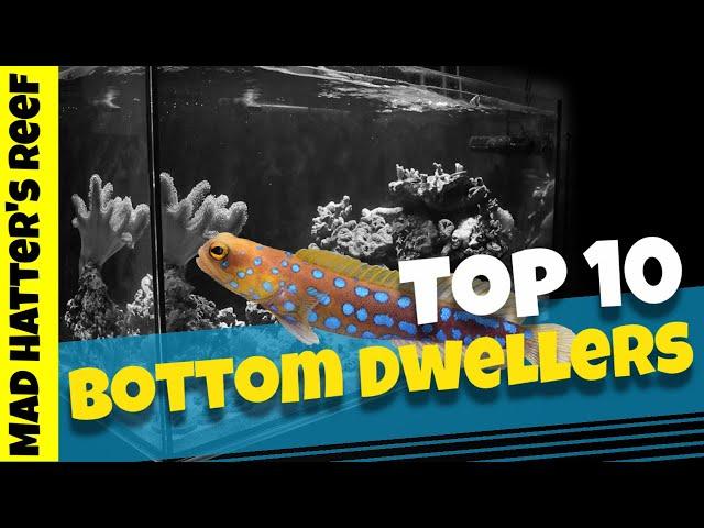 Top 10 Bottom Dwelling Saltwater Fish