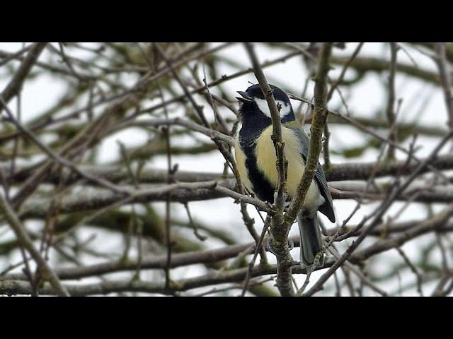 Great Tit Calls