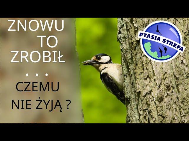 On znowu to zrobił i czemu umierają w budkach ?