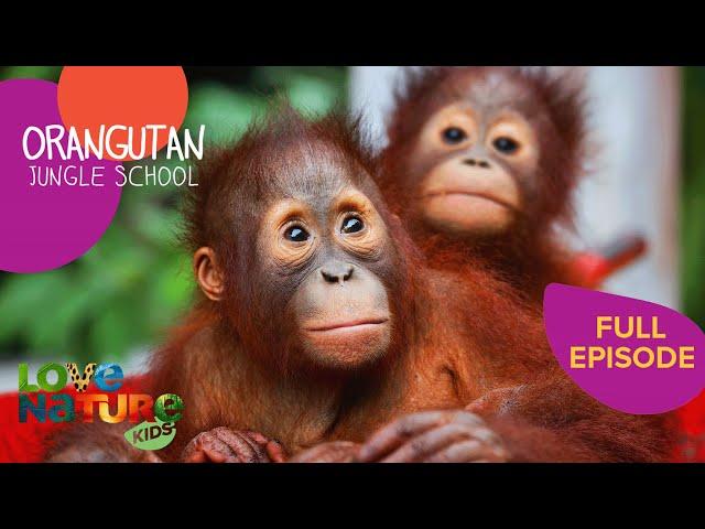 Back to School for Orangutans! | Orangutan Jungle School 301