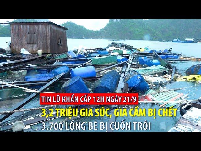 Tin lũ khẩn cấp 12h ngày 21/9: 3,2 triệu gia súc, gia cầm bị chết, 3.700 lồng bè bị cuốn trôi