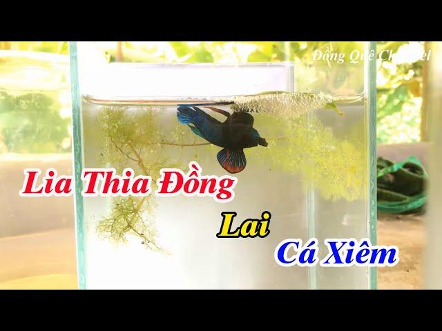 Thử Lai Tạo Cá LIA THIA ĐỒNG Và Cá Xiêm┃Đồng Quê Channel