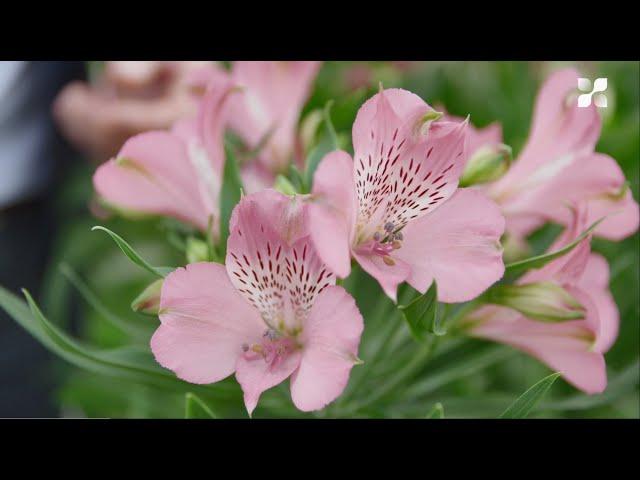 New Cut Flower Introduction 2021: Alstroemeria