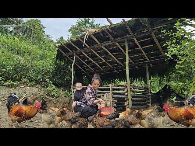 Building a bamboo chicken coop. My son and I's daily life | Mụi Muội - My life