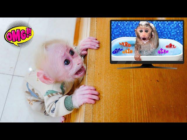 Baby monkey Poki talks to a monkey on TV and asks his Mom for help