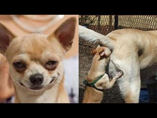  Funny Dogs Fails COMPILATION  Will Make You LAUGH!