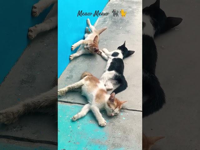 Lazy cats ‍⬛ #shorts #cat #cutecat #catlover #catvideos #trending #viralvideo #youtubeshorts #cute