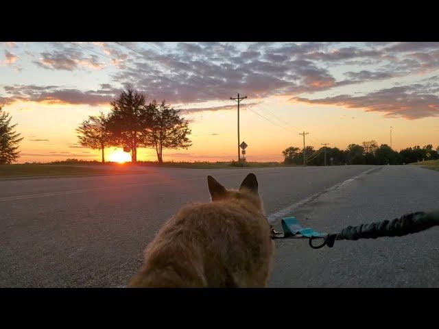 Finnegan Fox the Red Fox takes Sunday sunset walks