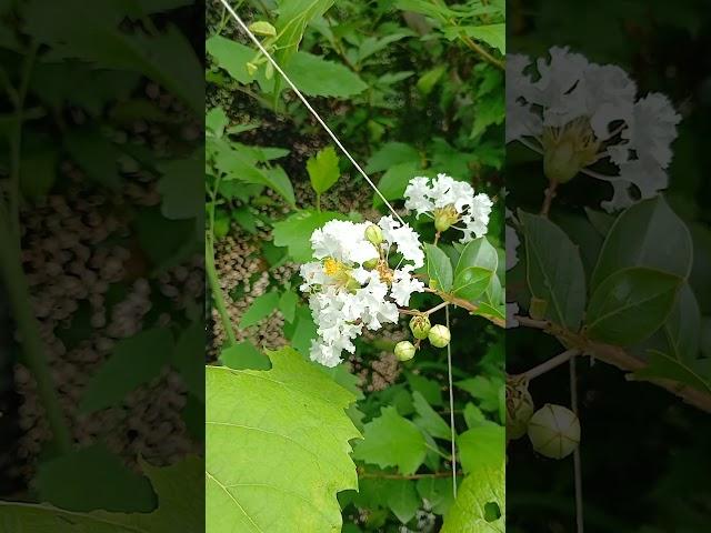 #S269#목백일홍#백일홍#목백일홍꽃#백일홍꽃#돌아가는삼각지#박서진#서진#트로트가수#살림하는남자들#kbs#장구#트로트#가수#미스터트롯#전통악기#악기#박서진노래#박서진가족#삼천포