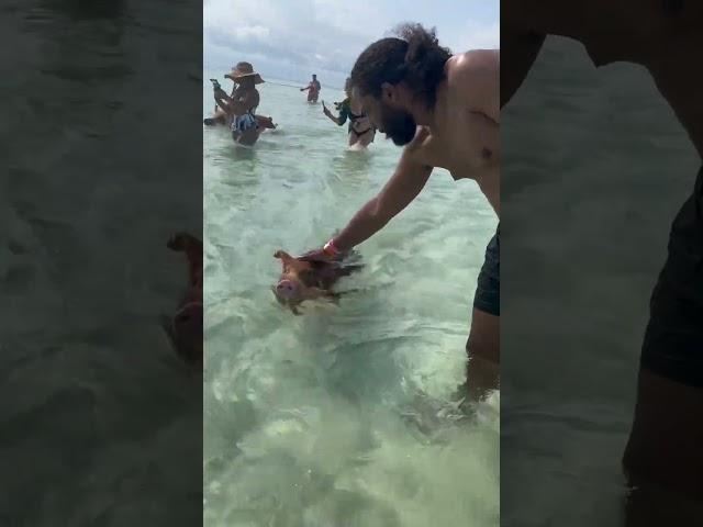 Swimming with the pigs in Bahamas 