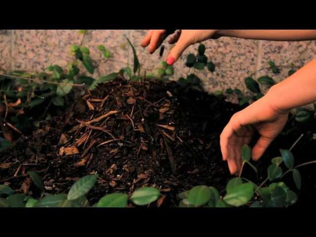 Bio5 Institute Compost