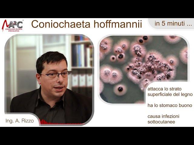 Coniochaeta hoffmannii: Il Terribile Nemico del Legno e della Salute