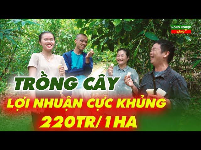 TRỒNG LOẠI CÂY | LỢI NHUẬN CỰC KHỦNG | 220TR /1HA