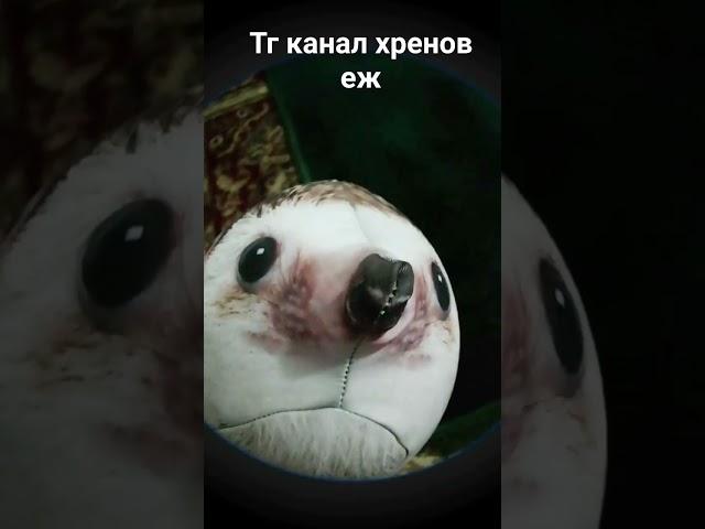 #блоптоп @bloptop