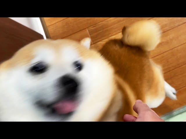 When Shibe gets extremely happy, he will make a wild animal noise and attack the family.