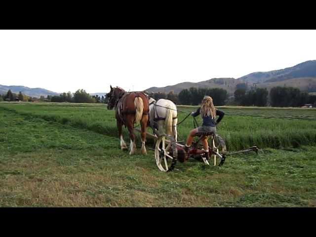 Mowing Hay with Horses