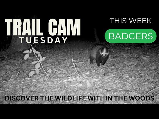 Cornish Woodland Badgers | Trail Camera Footage from our Private Woods | Browning HP4 & HP5