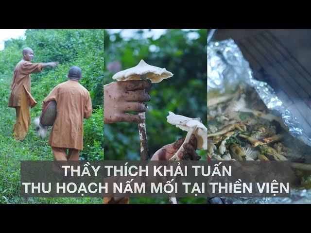Thầy Thích Khải Tuấn kể chuyện cùng huynh đệ thu hoạch nấm mối tại thiền viện