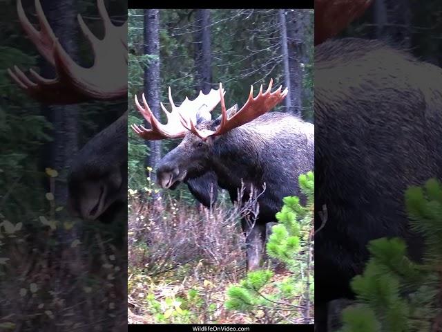 Huge Bull Moose Courting Cow During the Rut