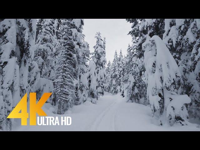 4K Winter Hike through Snowy Forest with Snow Crunch Sound - Scenic Trails of Canada - Part #2